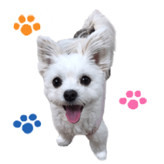 Coco Stickers(Maltese-Pomeranian)