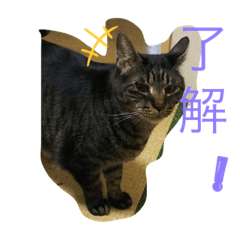 nekohakodomo