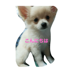 momo stamp dog