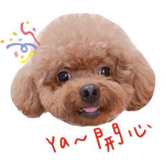 弟弟的日常豐富的表情