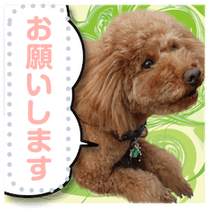Communication of a lovely toy poodle3