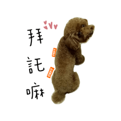 美樂蒂最愛的小Teddy