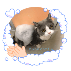 Alice_20200502115144