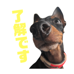 Toy manchester terrier,JOHN