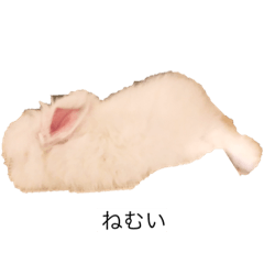 angora