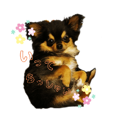 癒されマロン②