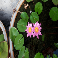 Lotus blooming in parallel