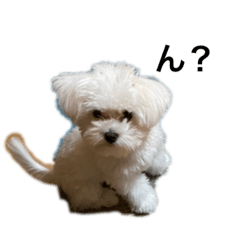 Maltese beibu2