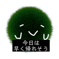 marimo day is written