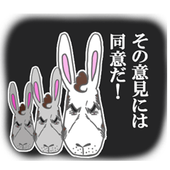 Rabbit executive director