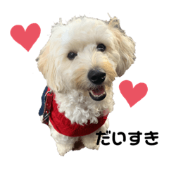 goldendoodle_azuki