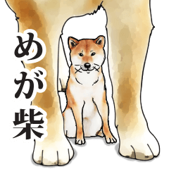 shiba (Japanese bush dog)