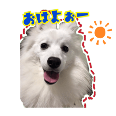 Japanese Spitz NUT vol.1