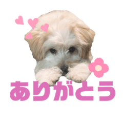 suzu_20200502225849