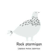 Rock ptarmigan - English ;)