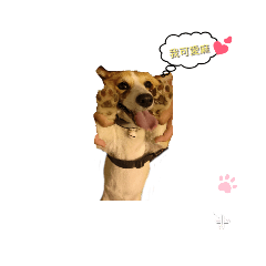 柯基犬U Ni的日常  2