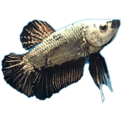 gajtm20200502586758451824128255963251852