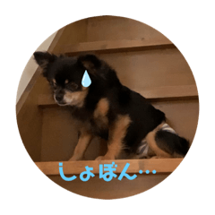 kurosuke chiwawa