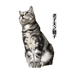 貓咪哲學