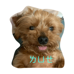 星星美美大合集