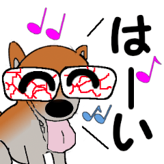 Pretty Shiba Inu(dog) Vol3