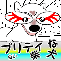 Pretty Shiba Inu(dog) Vol4