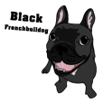 Noodee Black frenchbulldog