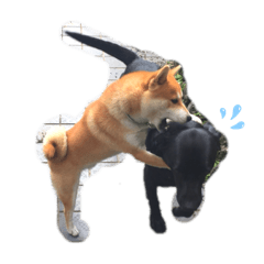 Akane.O_20200503103049