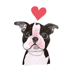 Claire_Boston terrier baby