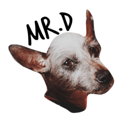 Chinese Crested Dog//Mr.D