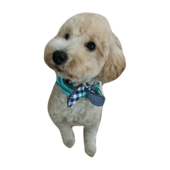 a.noriko_20200503155549