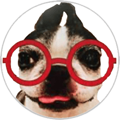 bosutonterrier-ume