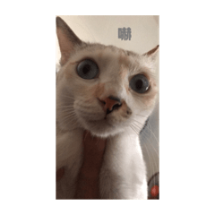 啾嚕污麻嗆爆你