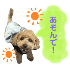 Toy Poodle Melon no Stamp1
