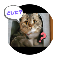 arisa_20200503194032