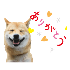 Shiba-inu Luna Part.1