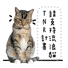 Cats TNR 2020 Daily Part.1