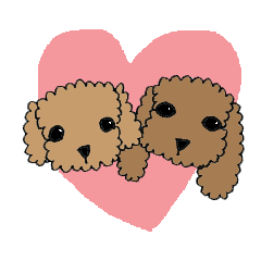 LOVE LOVE Toy poodle