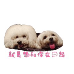 Poodle Feizi & Maltese Momo