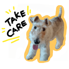 Herbie Wire Fox Terrier