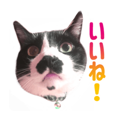 Chobi the nechikoyan