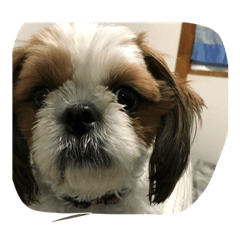 the new one irritation