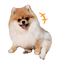 Daily stickers for dogs and cats