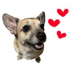 coume Frenchbulldog & Dachshund