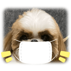 Shih Tzu dog29