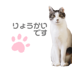 The cat's name is Chappy