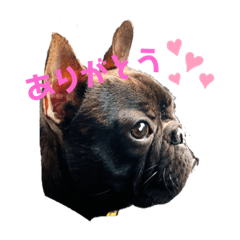 french bulldog_ruucas.