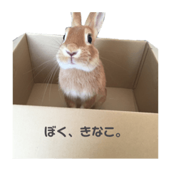 kinaaako