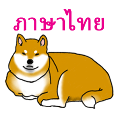 Shiba Inu Expressions in Thai