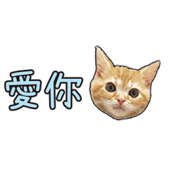 超實用對話橘貓橘美短拿鐵貓